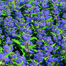Caryopteris cland. 'Grand Bleu' - Bartblume