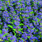 Caryopteris clandonensis 'Grand Bleu' - Bartblume