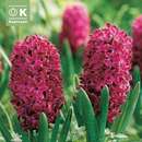 Hyacinthus Woodstock - Hyazinthen