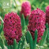 Hyacinthus Woodstock - Hyazinthen