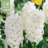 Hyacinthus White Pearl - Hyazinthen