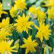 Narcissus Rip van Winkle: Bild 1/1