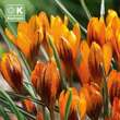 Crocus Orange Monarch: Bild 1/1