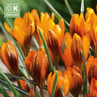 Crocus Orange Monarch