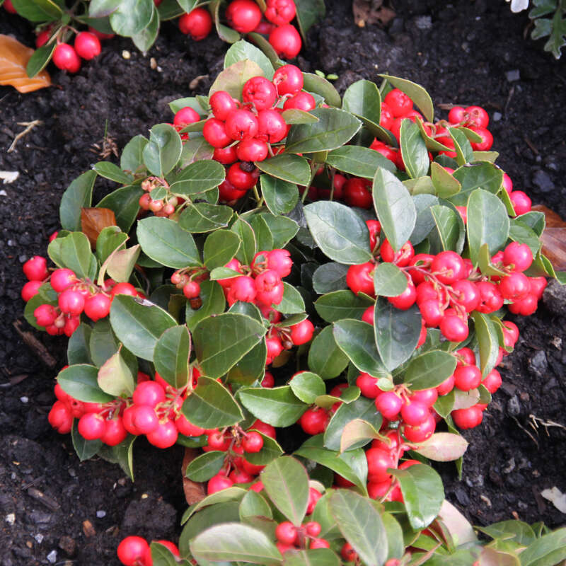 Scheinbeere - Gaultheria procumbens