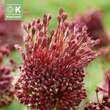 Allium Red Mohican: Bild 1/1