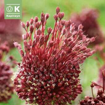 Allium Red Mohican