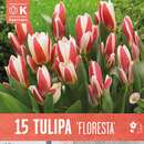 Tulpe kaufmanniana Floresta - Kaufmanniana Tulpe