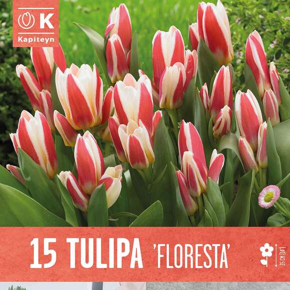 Tulpe kaufmanniana Floresta: Bild 1/1 Tulpe kaufmanniana Floresta: Bild 1/1