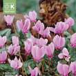 Cyclamen hederifolium: Bild 1/1