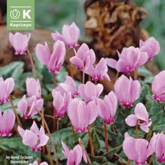 Cyclamen hederifolium
