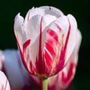 Tulpe Happy Generation - Triumph-Tulpe