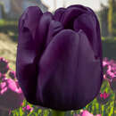 Tulpe Queen of Night - einfache späte Tulpe