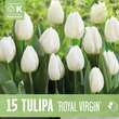Tulipa Royal Virgin: Bild 1/1