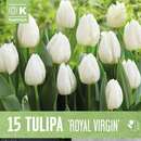 Tulipa Royal Virgin - Triumph-Tulpe