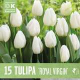 Tulipa Royal Virgin - Triumph-Tulpe
