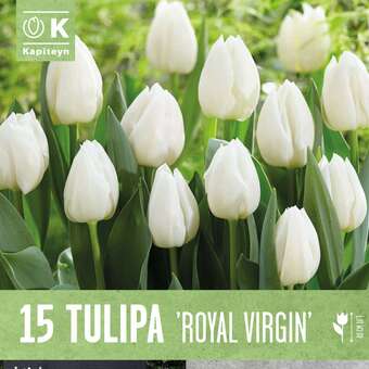 Tulipa Royal Virgin