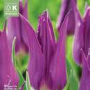 Tulipa Purple Dream - Lilienblütige Tulpe
