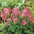 Coridalis solida: Bild 1/1
