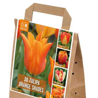 Tulpen Orange Shades