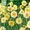 Narcissus Sundisc - Narzisse