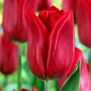 Tulpe Strong Love - Triumph-Tulpe
