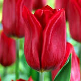 Tulpe Strong Love - Triumph-Tulpe