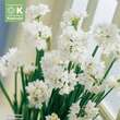 Narcissus Paperwhite Ziva: Bild 1/1
