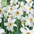 Narcissus Recurvus: Bild 1/1