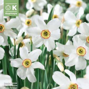 Narcissus Recurvus