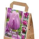 Tulpen Violett Shades - Tulpen-Mischung
