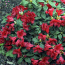 Rhododendron repens 'Baden Baden' - Zwerg-Rhododendron