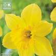 Narcissus Carlton: Bild 1/1
