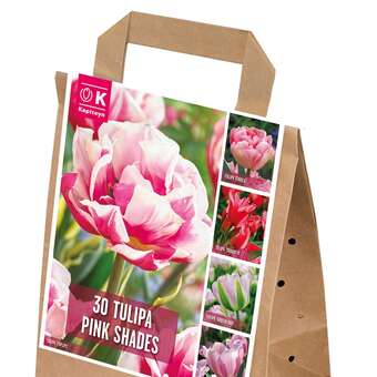 Tulpen Rosa Shades