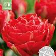 Tulipa Pamplona: Bild 1/1
