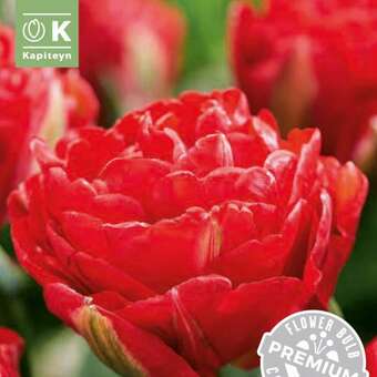 Tulipa Pamplona