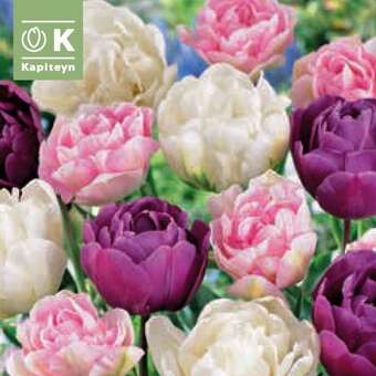 Tulpe gefülltblühende Pastell Mischung