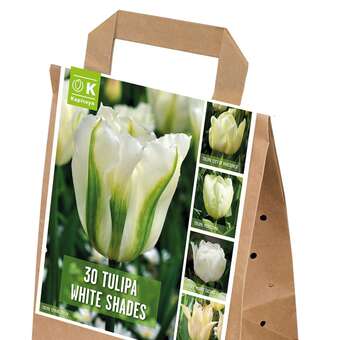Tulpen Weiß Shades