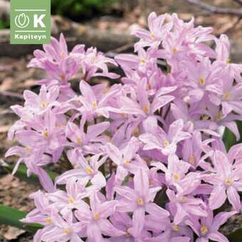 Chionodoxa Pink Giant