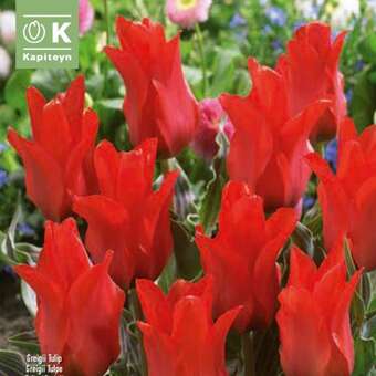 Tulipa greigii Rotkäppchen