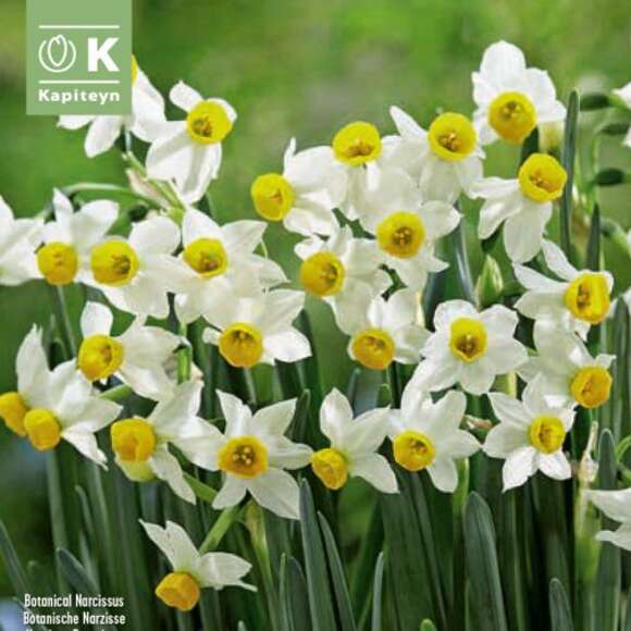 Narcissus canaliculatus: Bild 1/1