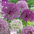 Perfect Combination Allium 'Large Ball Blend': Bild 1/1
