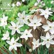 Ipheion Alberto Castillo: Bild 1/1
