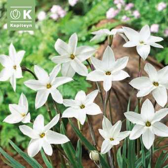 Ipheion Alberto Castillo