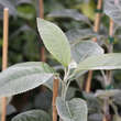 Sorbopyrus bulb. 'Smokvarka': Bild 1/2
