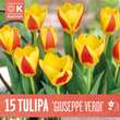 Tulipa kaufmanniana Guiseppe Verdi: Bild 1/1