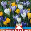 Crocus großblumige Mischung: Bild 1/1