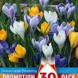 Crocus großblumige Mischung - Krokus großblumig