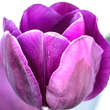 Tulpe Purple Flag: Bild 1/1