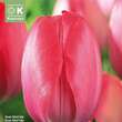 Tulipa Van Eijk: Bild 1/1